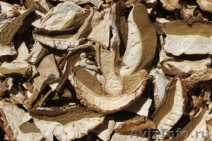 Сушеные белые грибы из Алтайского края - Изображение #3, Объявление #1142803
