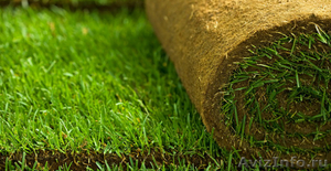 Рулонный газон 100% качество всего за 185 руб./рулон - Изображение #1, Объявление #1410028