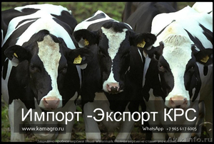 Продажа племенных нетелей молочного направления с продуктивностью от 7000 - Изображение #1, Объявление #1637315